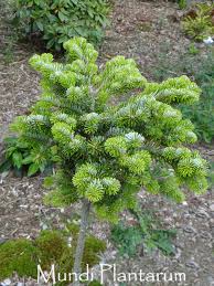 Attēlu rezultāti vaicājumam “Abies veitchii”