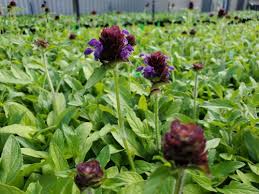 Attēlu rezultāti vaicājumam “Prunella vulgaris”