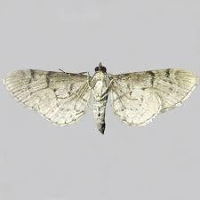 Attēlu rezultāti vaicājumam “Eupithecia venosata”