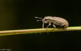 Attēlu rezultāti vaicājumam “Sitona sp.”