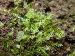 Attēlu rezultāti vaicājumam “Dicranella staphylina cells”