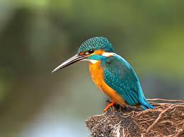 Attēlu rezultāti vaicājumam “Alcedo atthis nest”