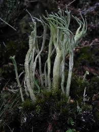 Attēlu rezultāti vaicājumam “Cladonia”