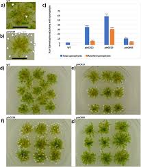 Attēlu rezultāti vaicājumam “Sphagnum fallax sporophyte”