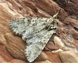 Attēlu rezultāti vaicājumam “Polia nebulosa”