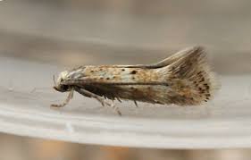 Attēlu rezultāti vaicājumam “Elachistidae”