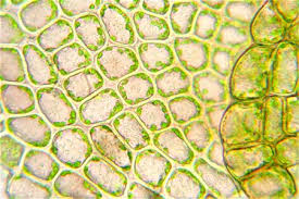 Attēlu rezultāti vaicājumam “Nowellia curvifolia”