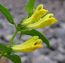 Attēlu rezultāti vaicājumam “Melampyrum pratense bud”