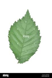 Attēlu rezultāti vaicājumam “Ulmus x hollandica leaf”