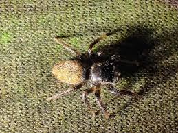 Attēlu rezultāti vaicājumam “Evarcha falcata male”