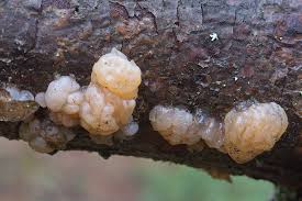 Attēlu rezultāti vaicājumam “Tremella encephala”