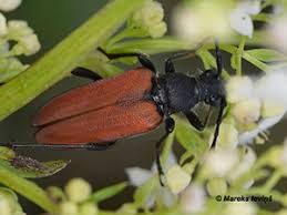 Attēlu rezultāti vaicājumam “Rhynchaenus lonicerae”