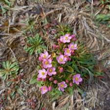 Attēlu rezultāti vaicājumam “Centaurium littorale flower”