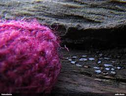 Attēlu rezultāti vaicājumam “Propolis farinosa”