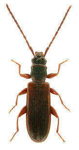 Attēlu rezultāti vaicājumam “Dendrophagus crenatus”