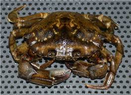 Image result for Carcinus maenas