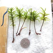 Attēlu rezultāti vaicājumam “Climacium dendroides sporophyte”