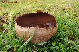 Attēlu rezultāti vaicājumam “Calvatia utriformis”