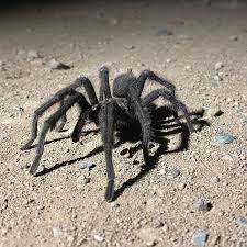 Attēlu rezultāti vaicājumam “Aphodius subterraneus”