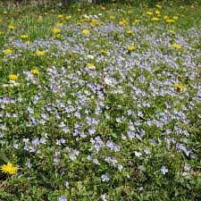 Attēlu rezultāti vaicājumam “Plantaginaceae”