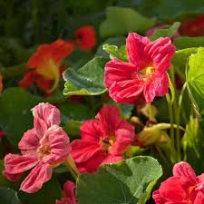Image result for Tropaeolum minus