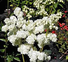 Image result for Filipendula vulgaris
