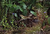 Attēlu rezultāti vaicājumam “Phylloscopus trochilus nest”