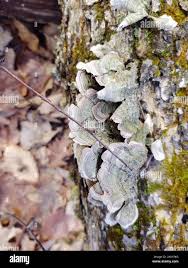 Attēlu rezultāti vaicājumam “Stereum fasciatum”