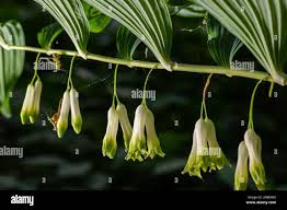 Attēlu rezultāti vaicājumam “Polygonatum multiflorum  flower”