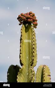 Attēlu rezultāti vaicājumam “Euphorbia palustris fruit”