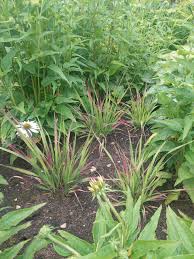 Attēlu rezultāti vaicājumam “Molinia caerulea leaf”