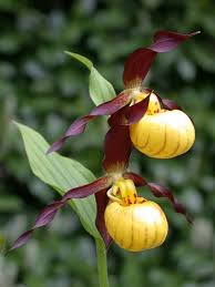 Attēlu rezultāti vaicājumam “Cypripedium calceolus flower”