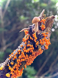 Attēlu rezultāti vaicājumam “Leocarpus fragilis”