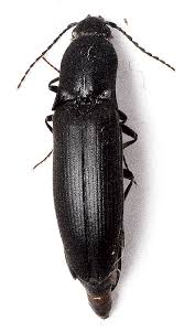 Attēlu rezultāti vaicājumam “Ectinus aterrimus”