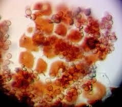 Attēlu rezultāti vaicājumam “Didymium minus macro”