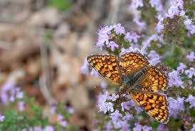Attēlu rezultāti vaicājumam “Melitaea phoebe”