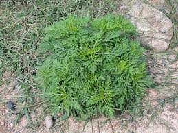 Attēlu rezultāti vaicājumam “Ambrosia artemisiifolia bud”