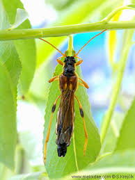 Attēlu rezultāti vaicājumam “Necydalis major”