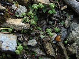 Attēlu rezultāti vaicājumam “Preissia quadrata”