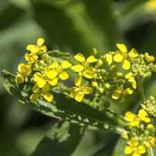 Attēlu rezultāti vaicājumam “Bunias orientalis flower”
