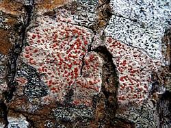 Attēlu rezultāti vaicājumam “Arthonia byssacea”