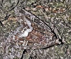 Attēlu rezultāti vaicājumam “Protodeltote pygarga”