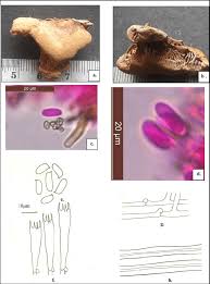 Attēlu rezultāti vaicājumam “Gloeophyllum odoratum”