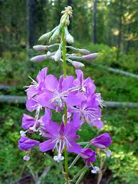 Attēlu rezultāti vaicājumam “Epilobium angustifolium flower”