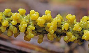 Attēlu rezultāti vaicājumam “Physarum nitens plasmodium”