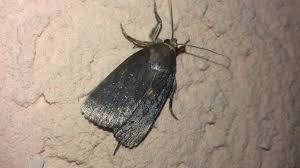 Attēlu rezultāti vaicājumam “Amphipyra livida”