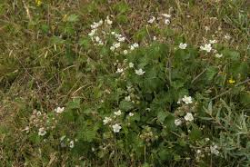 Attēlu rezultāti vaicājumam “Rubus caesius flower”