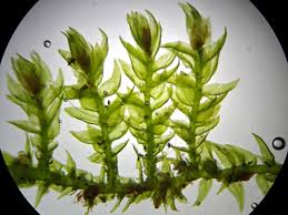 Attēlu rezultāti vaicājumam “Leskea polycarpa macro”