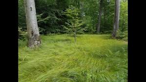 Attēlu rezultāti vaicājumam “Carex appropinquata fruit”