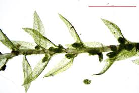 Attēlu rezultāti vaicājumam “Pohlia bulbifera”